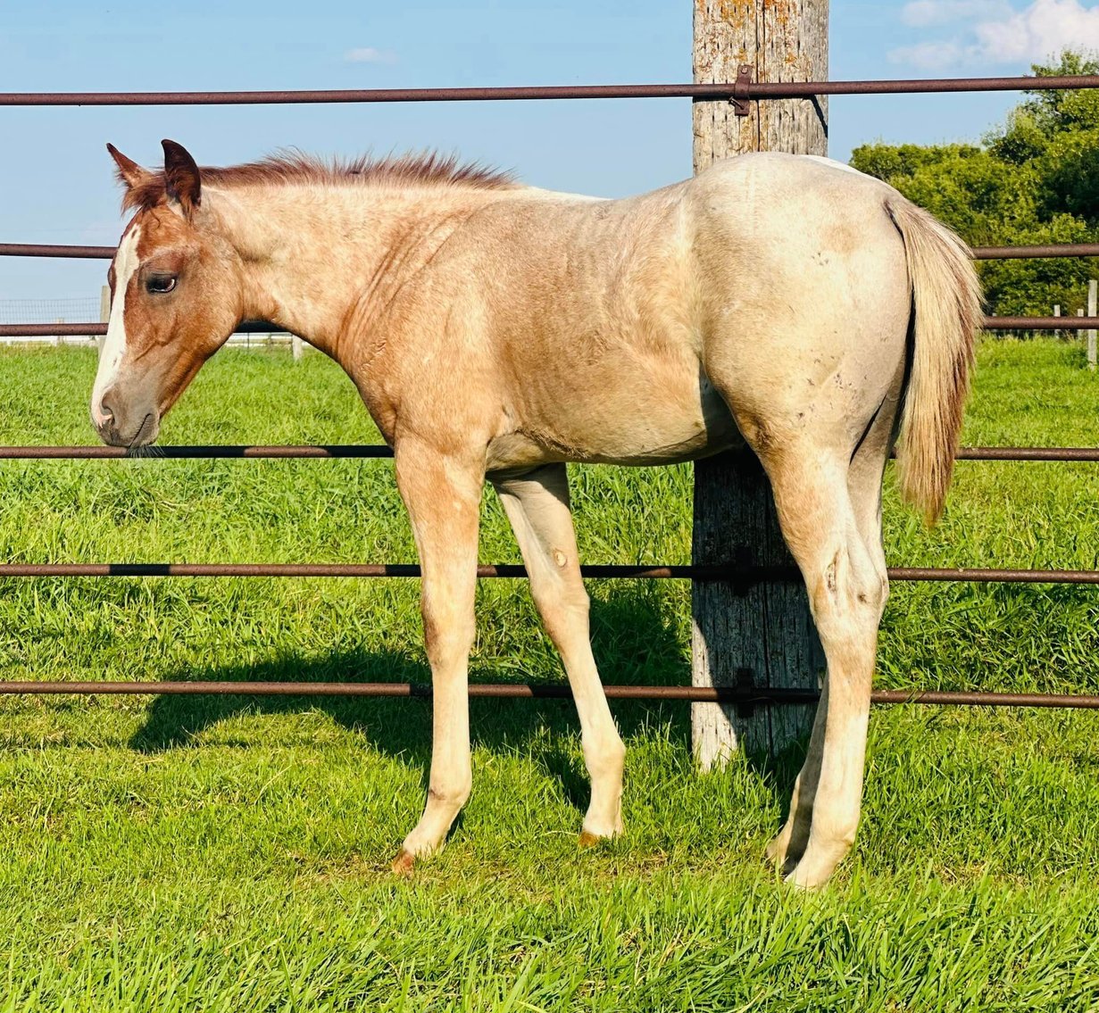 Image for Hermanson-Kist Fall All Breed Horse Sale - Mandan, North Dakota - September 19, 20, 21 - DAY ONE