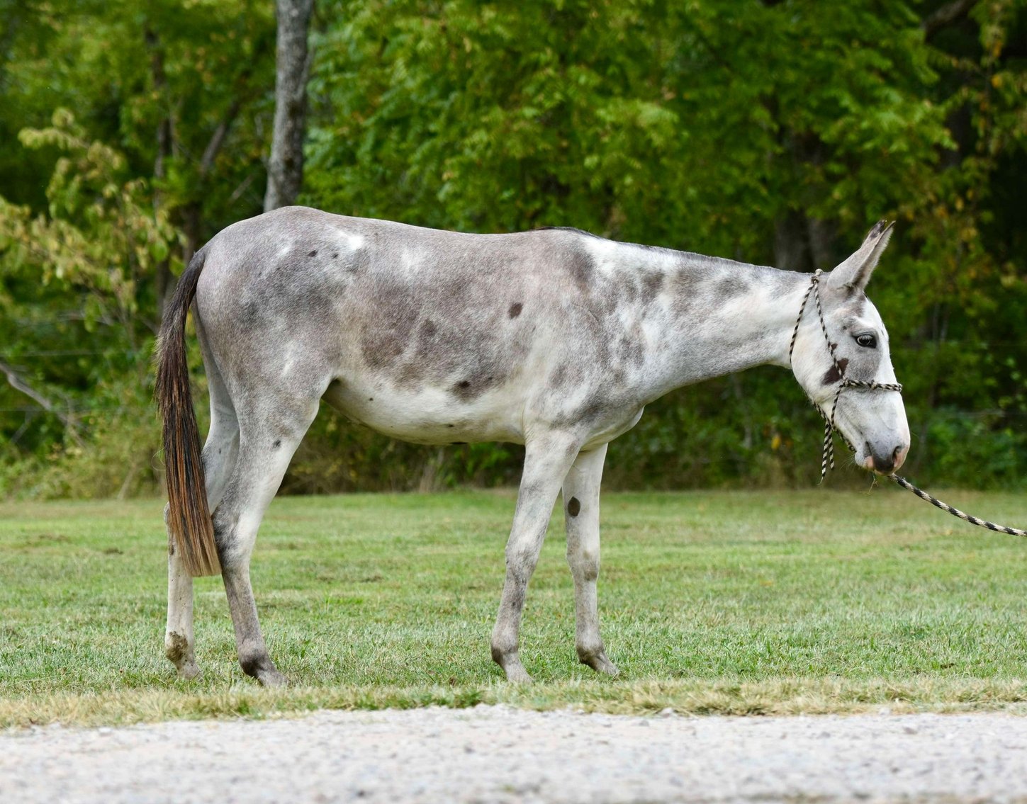 Image for Interstate Regional Stockyards TWO DAY AUGUST SPECIAL - DAY 2 - THURSDAY AUGUST 22ND