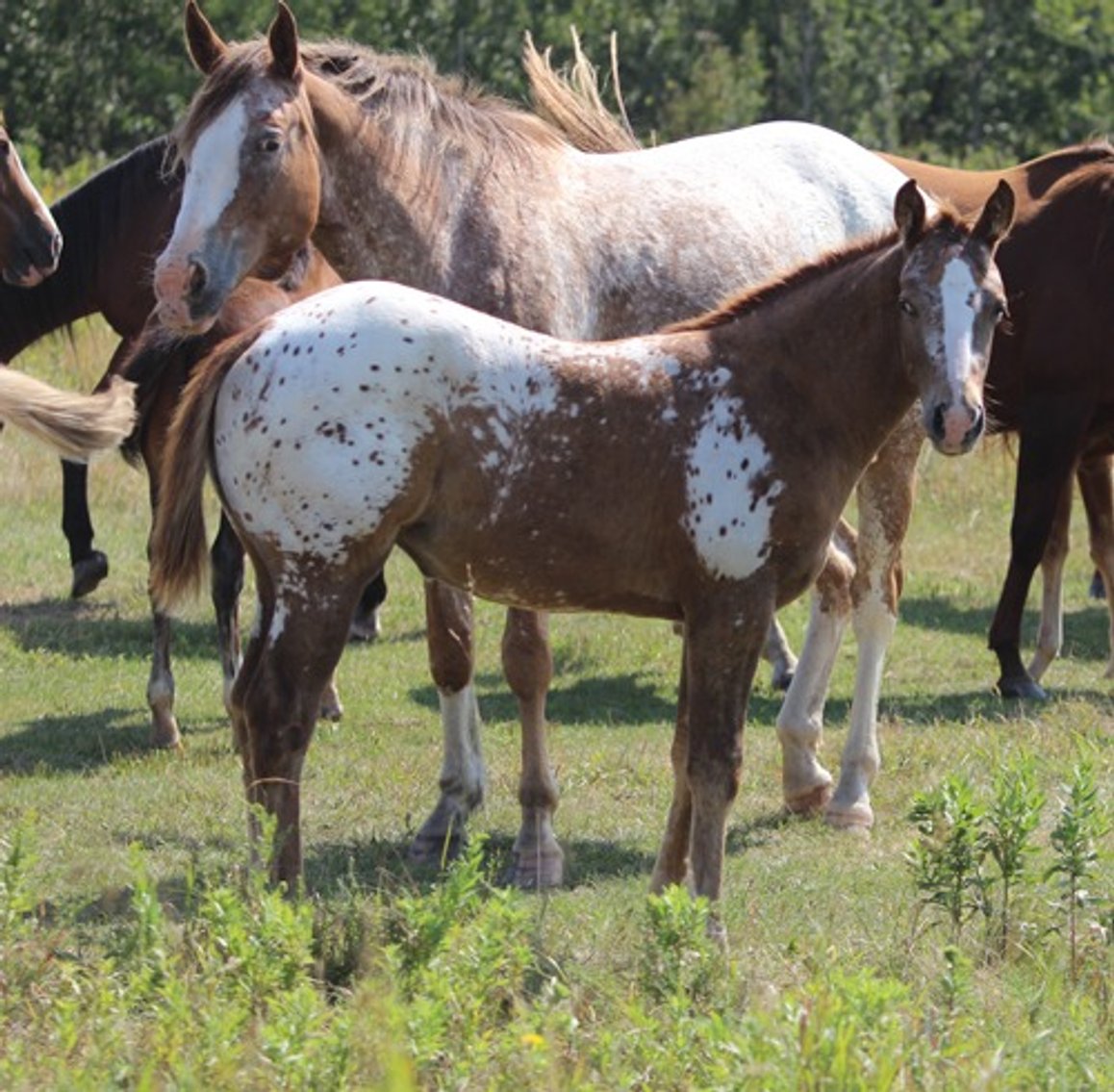 Image for Hermanson-Kist Fall All Breed Horse Sale - Mandan, North Dakota - September 19, 20, 21 - DAY TWO