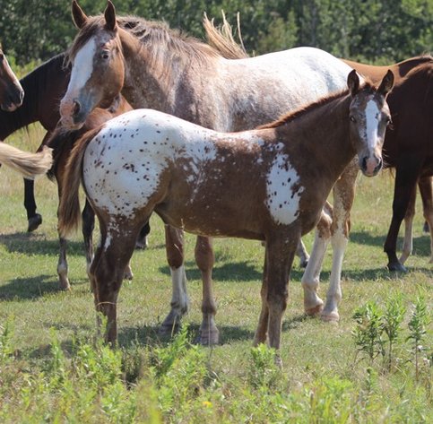 Image for Hermanson-Kist Fall All Breed Horse Sale - Mandan, North Dakota - September 19, 20, 21 - DAY TWO