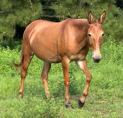 Image for Interstate Regional Stockyards TWO DAY AUGUST SPECIAL - DAY 2 - THURSDAY AUGUST 22ND