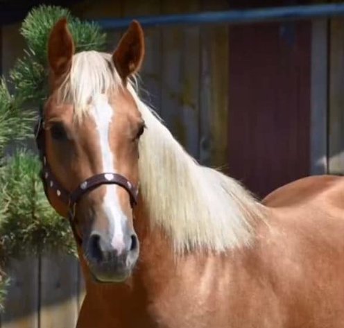 Image for Diamond E Horse Company 4th Annual Sale SUNDAY August 25th - Morris, Illinois