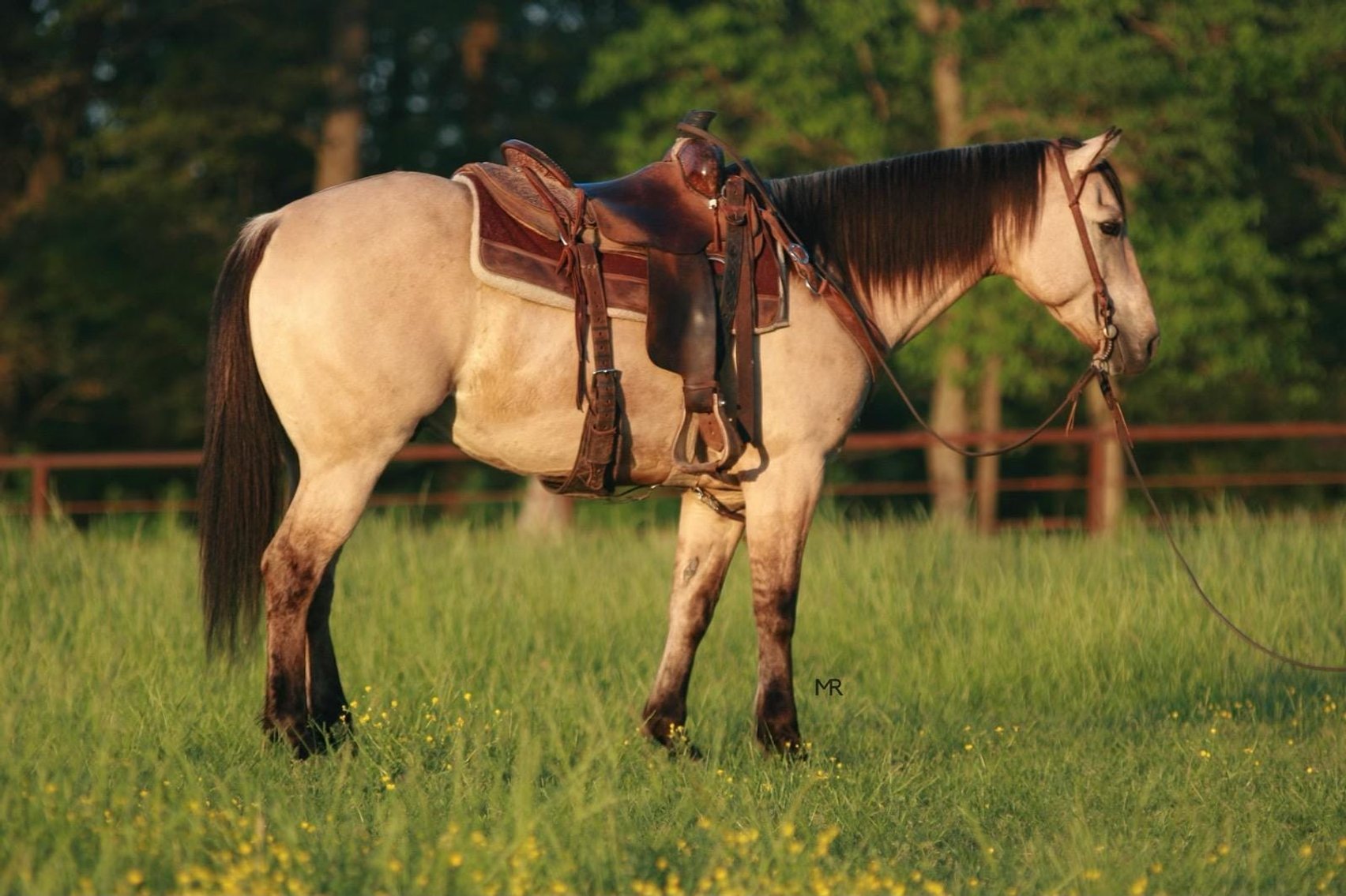 Image for Diamond E Horse Company 4th Annual Sale SUNDAY August 25th - Morris, Illinois