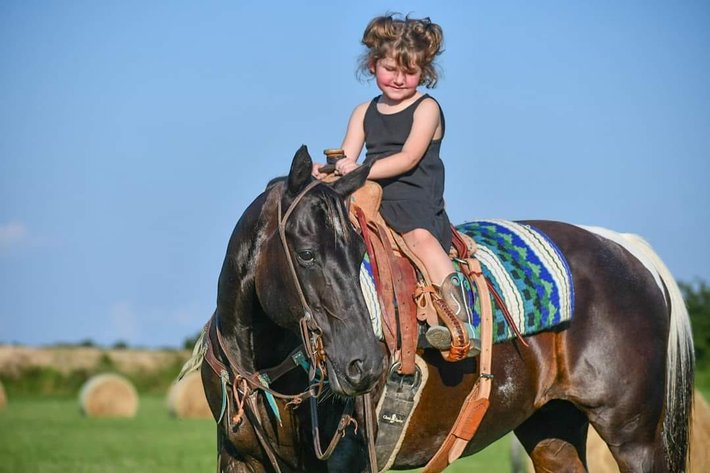 Image for Diamond E Horse Company 4th Annual Sale SUNDAY August 25th - Morris, Illinois