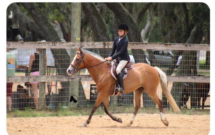 Image for Diamond E Horse Company 4th Annual Sale SUNDAY August 25th - Morris, Illinois