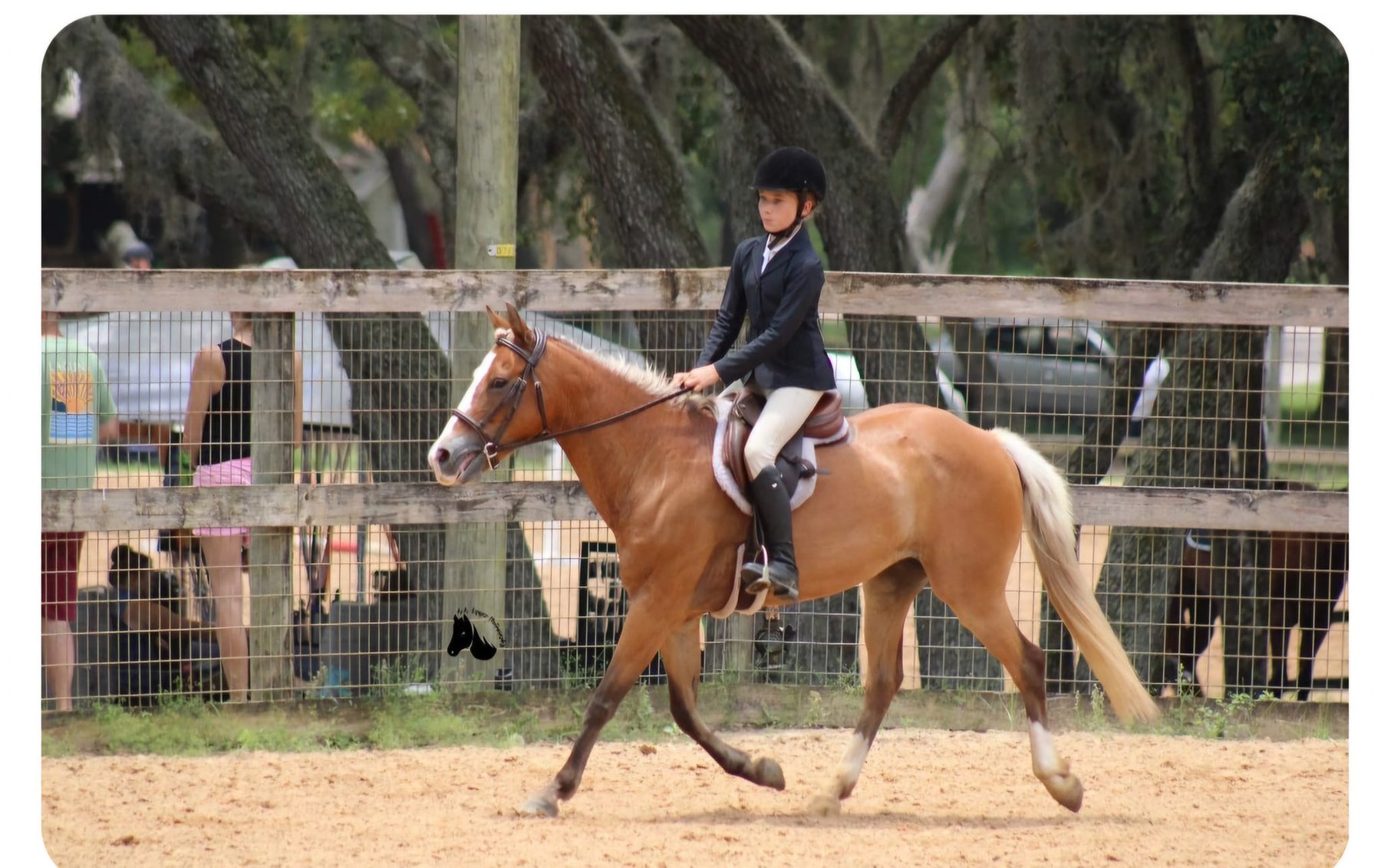 Image for Diamond E Horse Company 4th Annual Sale SUNDAY August 25th - Morris, Illinois