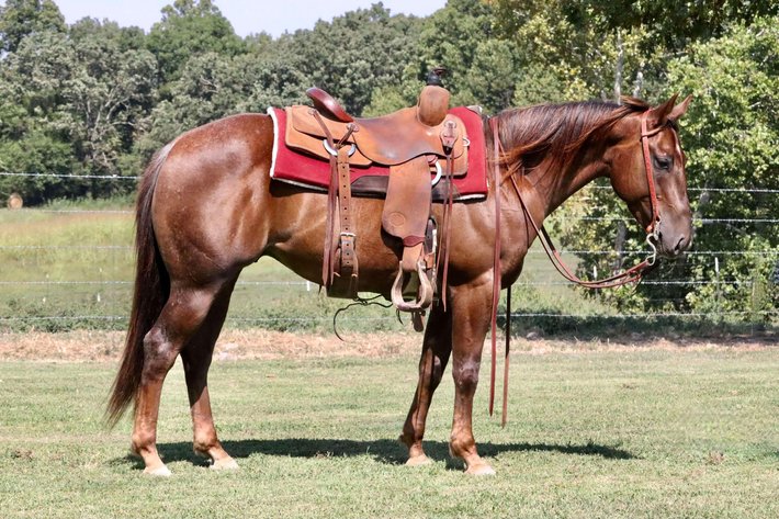 Image for Missouri Horse Auction FRIDAY AUGUST 30TH - Springfield, MO