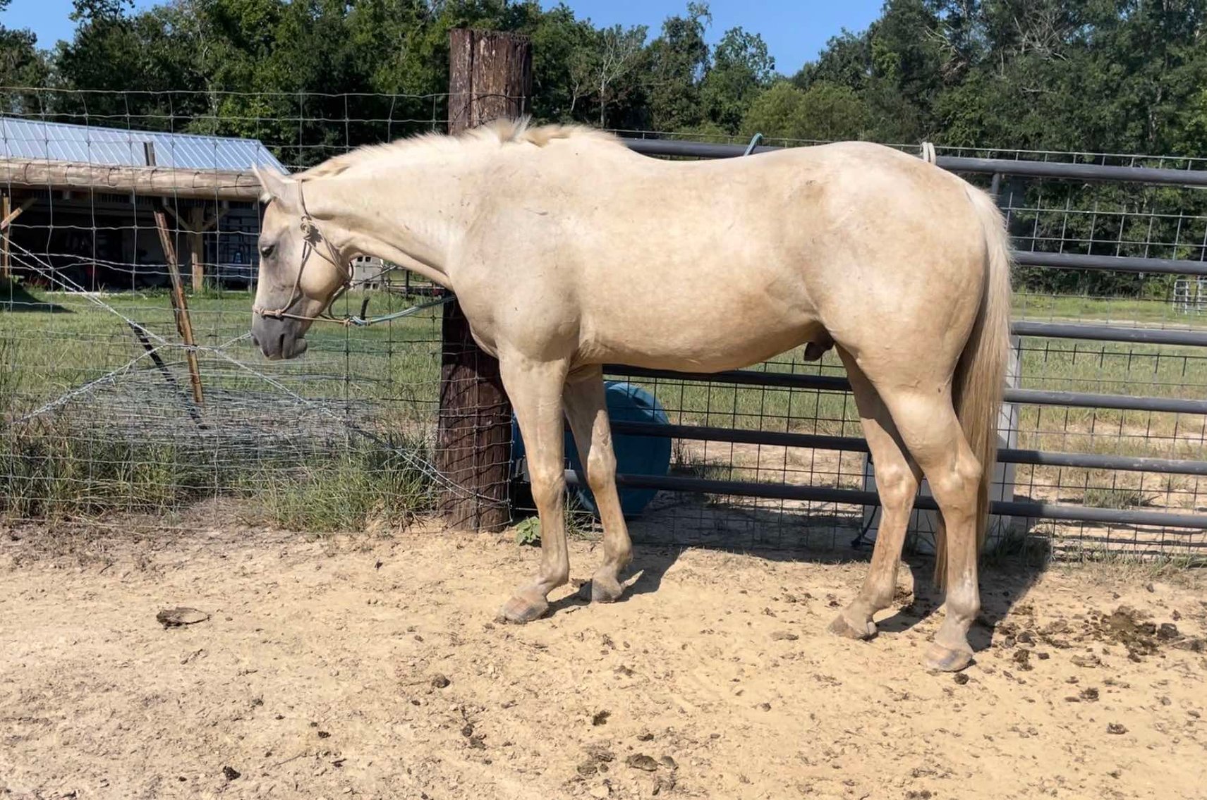 Image for Mize Horse Sale  SATURDAY AUGUST 31ST - Mize, Mississippi