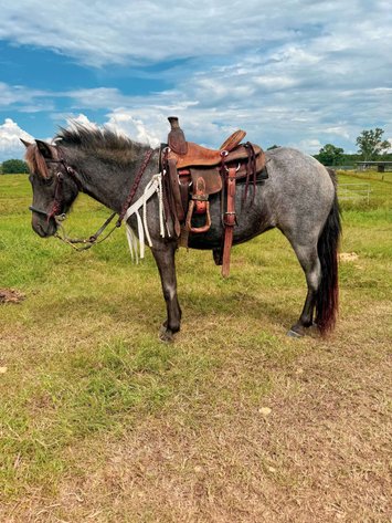 Image for Mize Horse Sale  SATURDAY AUGUST 31ST - Mize, Mississippi