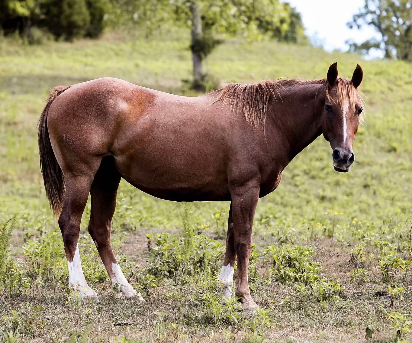 Image for Mize Horse Sale  SATURDAY AUGUST 31ST - Mize, Mississippi