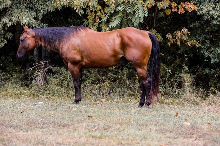 Image for Mize Horse Sale  SATURDAY AUGUST 31ST - Mize, Mississippi