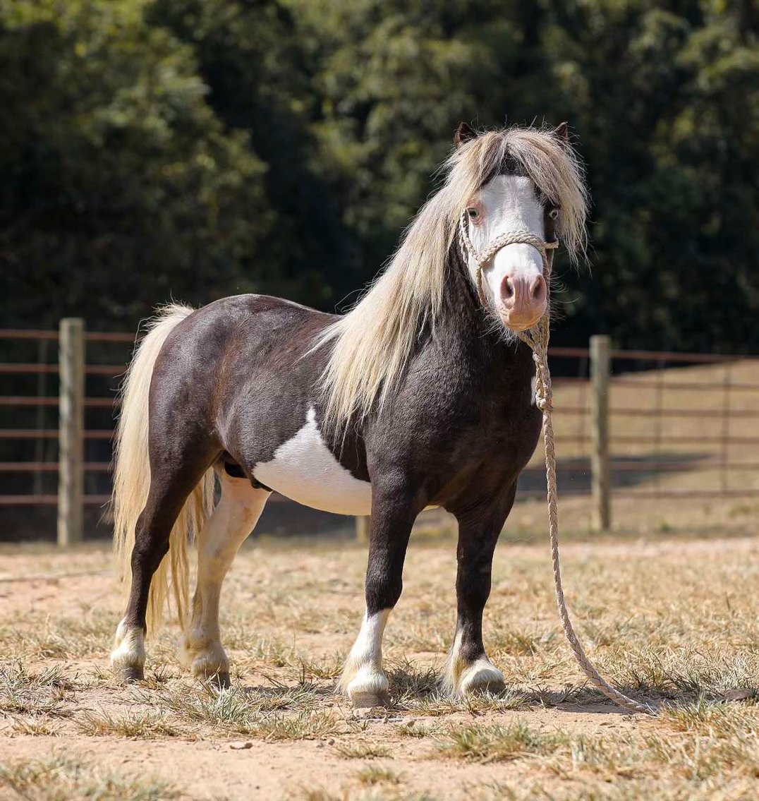 Image for Mize Horse Sale  SATURDAY AUGUST 31ST - Mize, Mississippi