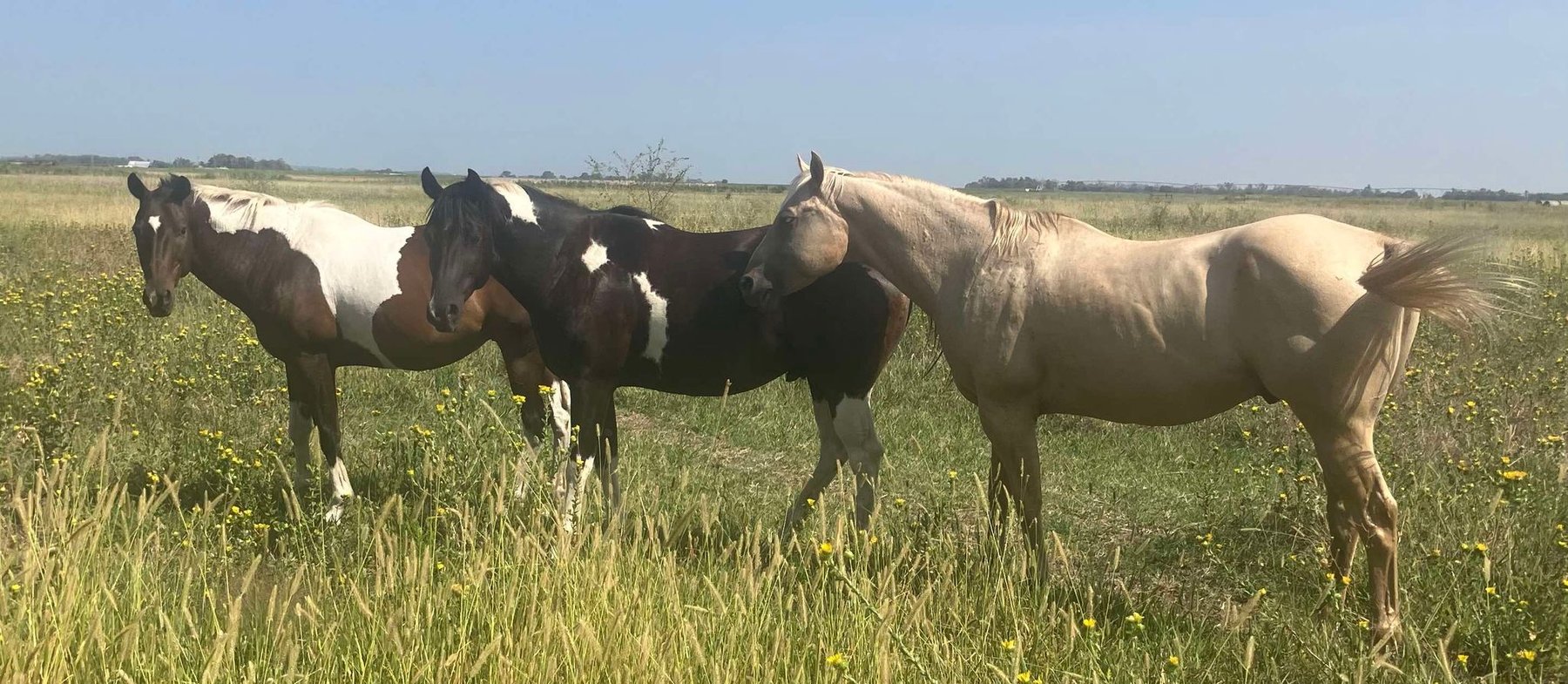 Image for Jones Livestock Auction MONTHLY HORSE & TACK SALE!   Saturday, September 14th!