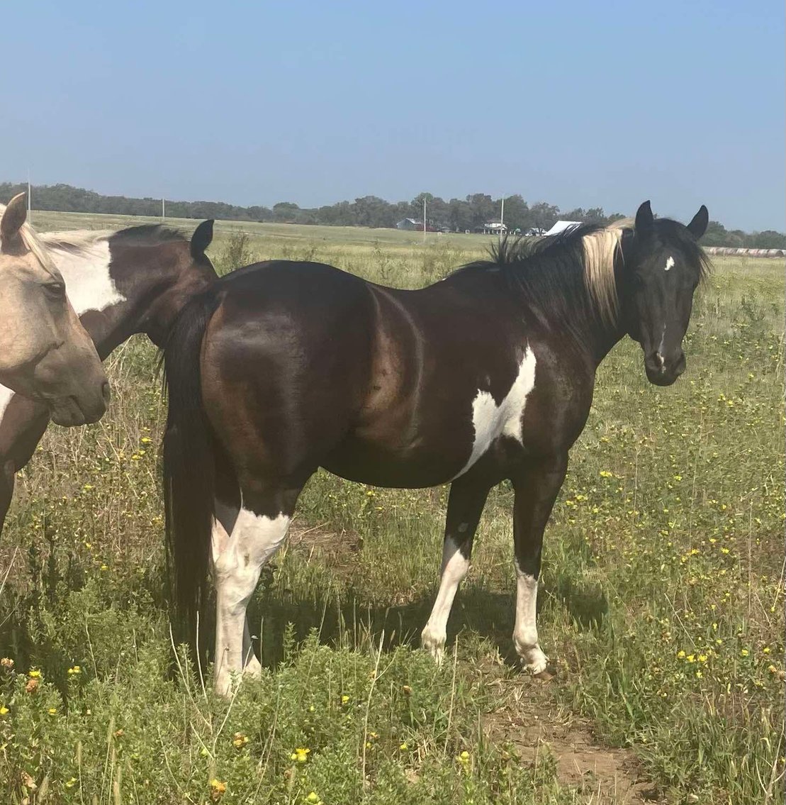 Image for Jones Livestock Auction MONTHLY HORSE & TACK SALE!   Saturday, September 14th!