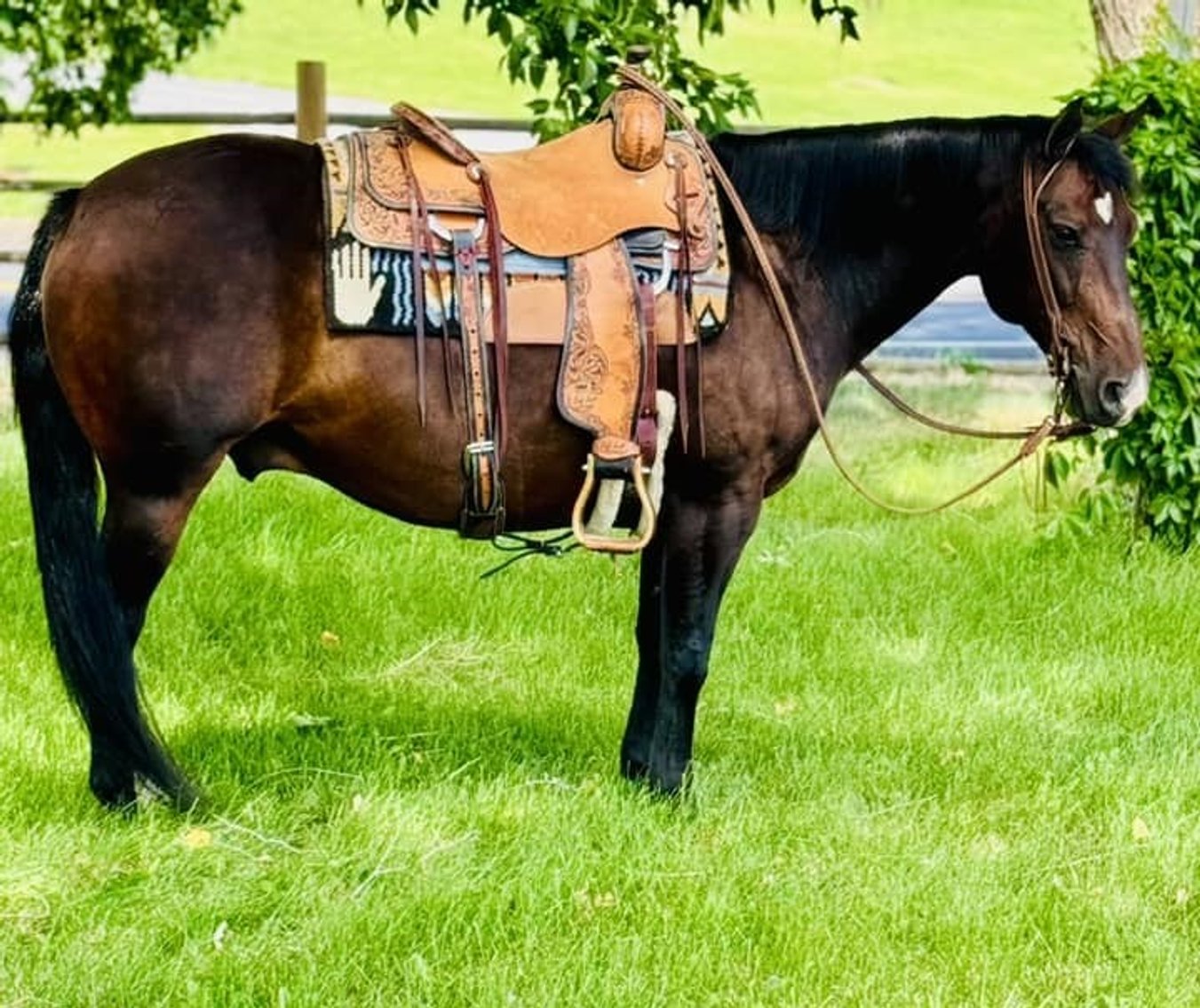 Image for Corsica Horse Sales Catalog Sale - SATURDAY, SEPTEMBER 7TH - Corsica, South Dakota