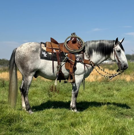 Image for Corsica Horse Sales Catalog Sale - SATURDAY, SEPTEMBER 7TH - Corsica, South Dakota