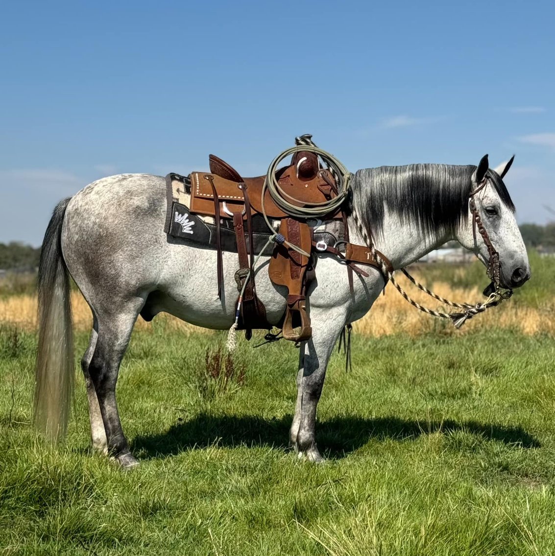 Image for Corsica Horse Sales Catalog Sale - SATURDAY, SEPTEMBER 7TH - Corsica, South Dakota