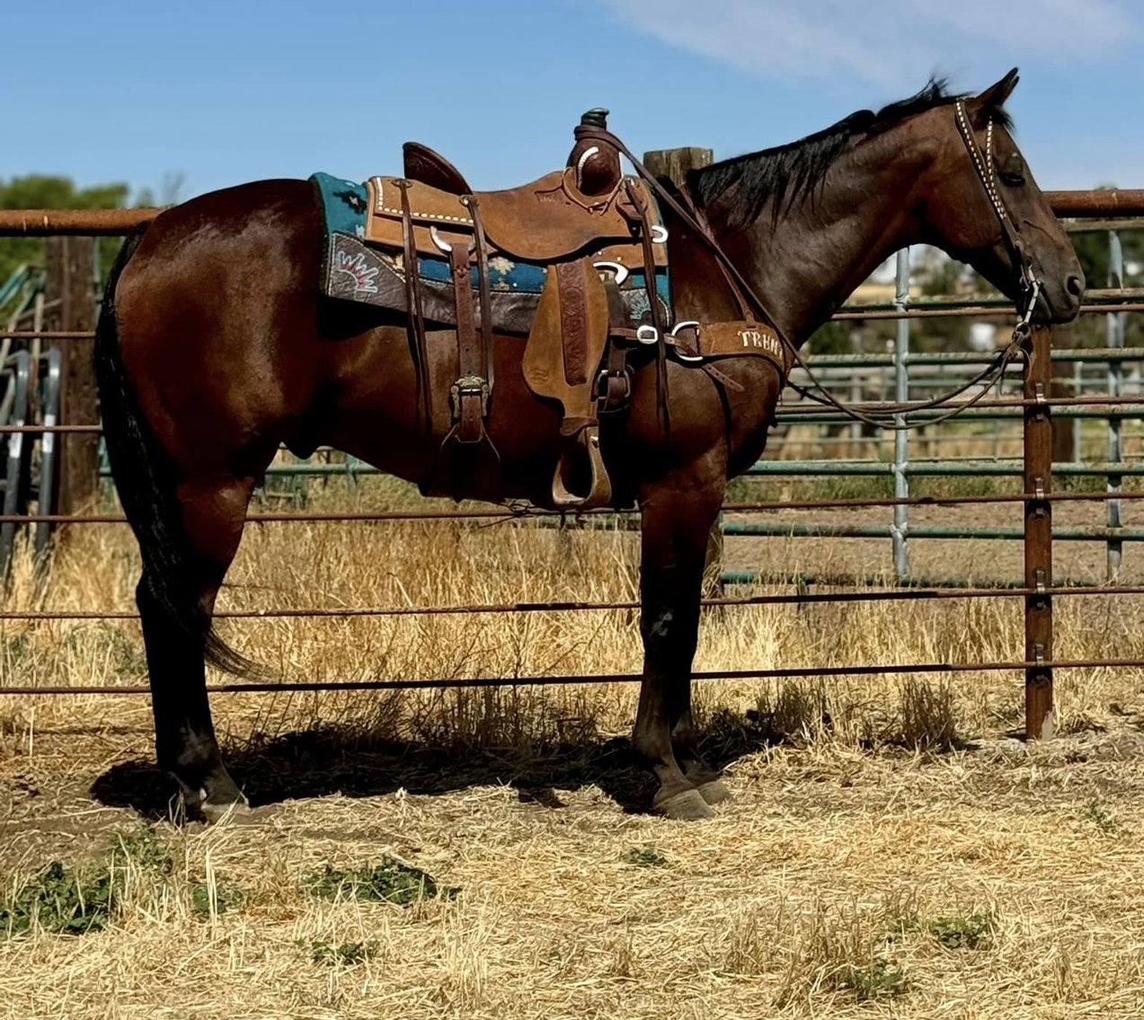 Image for Corsica Horse Sales Catalog Sale - SATURDAY, SEPTEMBER 7TH - Corsica, South Dakota