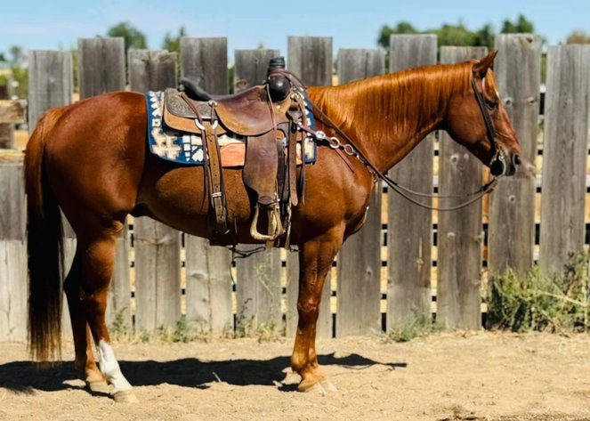 Image for Corsica Horse Sales Catalog Sale - SATURDAY, SEPTEMBER 7TH - Corsica, South Dakota