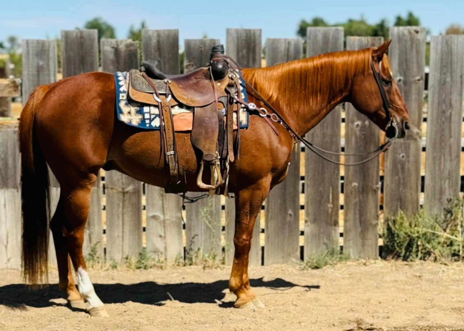 Image for Corsica Horse Sales Catalog Sale - SATURDAY, SEPTEMBER 7TH - Corsica, South Dakota