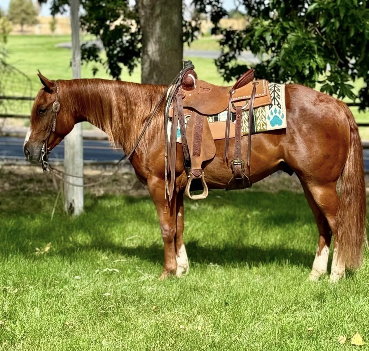 Image for Corsica Horse Sales Catalog Sale - SATURDAY, SEPTEMBER 7TH - Corsica, South Dakota