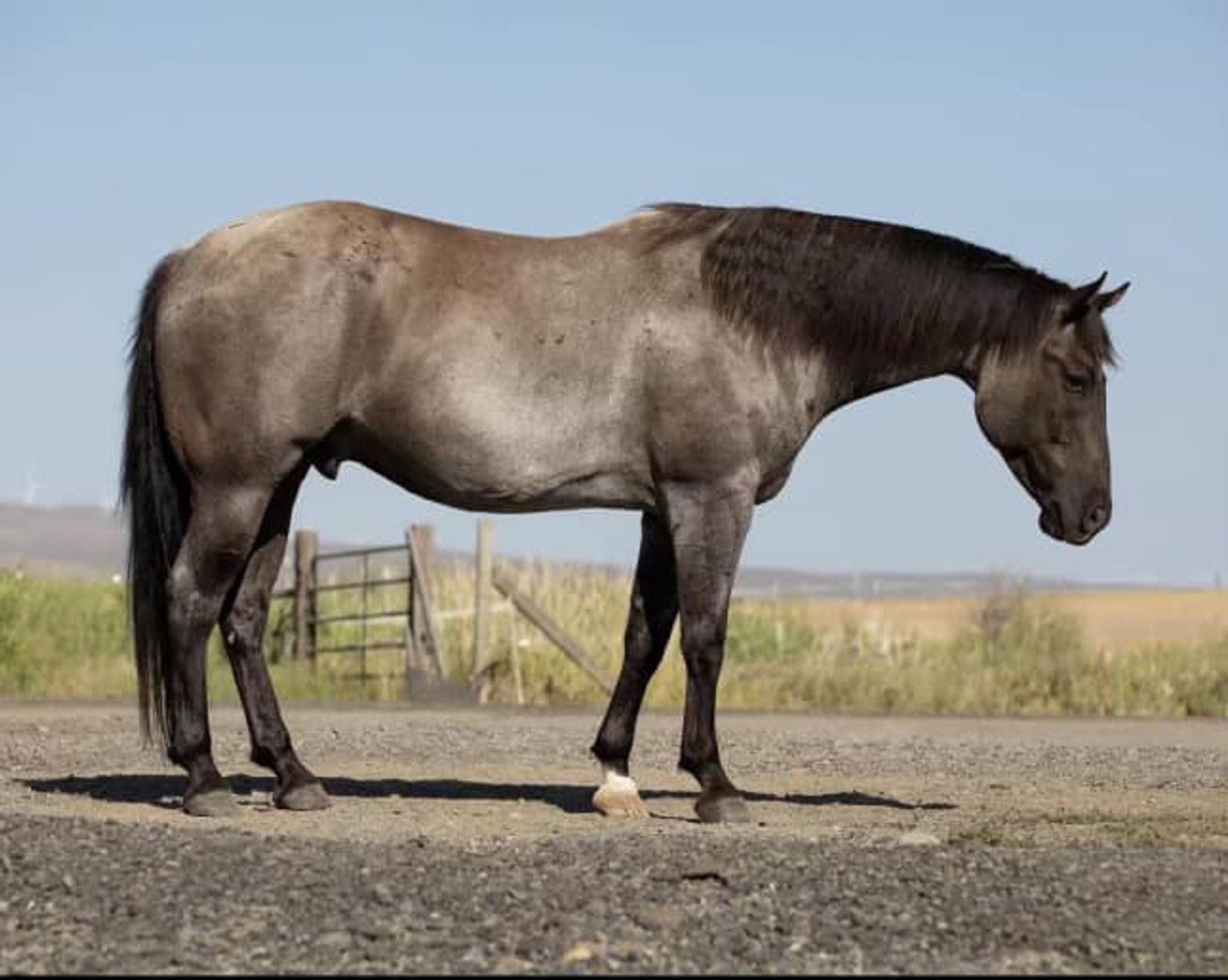 Image for Corsica Horse Sales Catalog Sale - SATURDAY, SEPTEMBER 7TH - Corsica, South Dakota