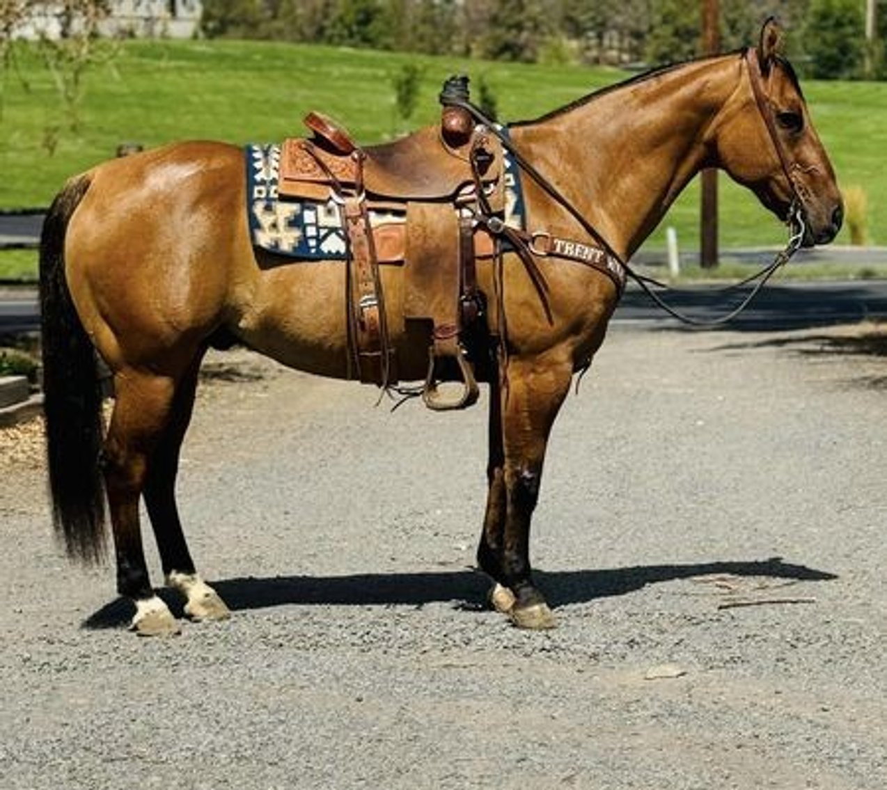 Image for Corsica Horse Sales Catalog Sale - SATURDAY, SEPTEMBER 7TH - Corsica, South Dakota