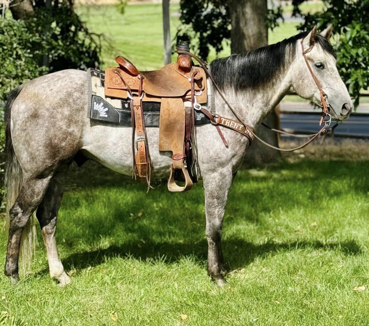 Image for Corsica Horse Sales Catalog Sale - SATURDAY, SEPTEMBER 7TH - Corsica, South Dakota