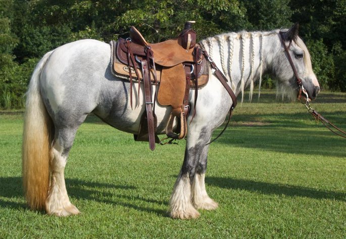 Image for Ocala Horse Sale September 14th - Ocala, Florida