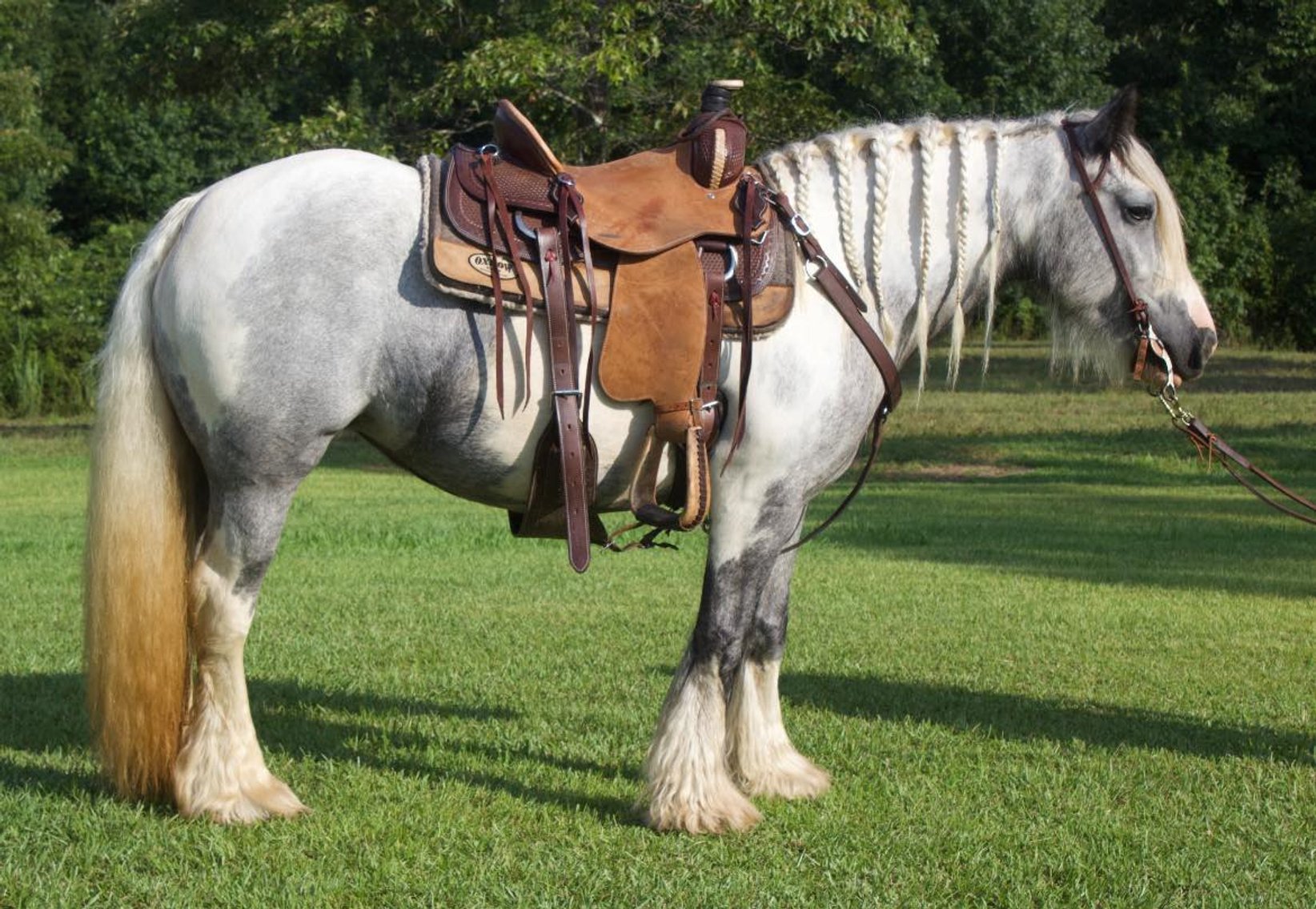 Image for Ocala Horse Sale September 14th - Ocala, Florida