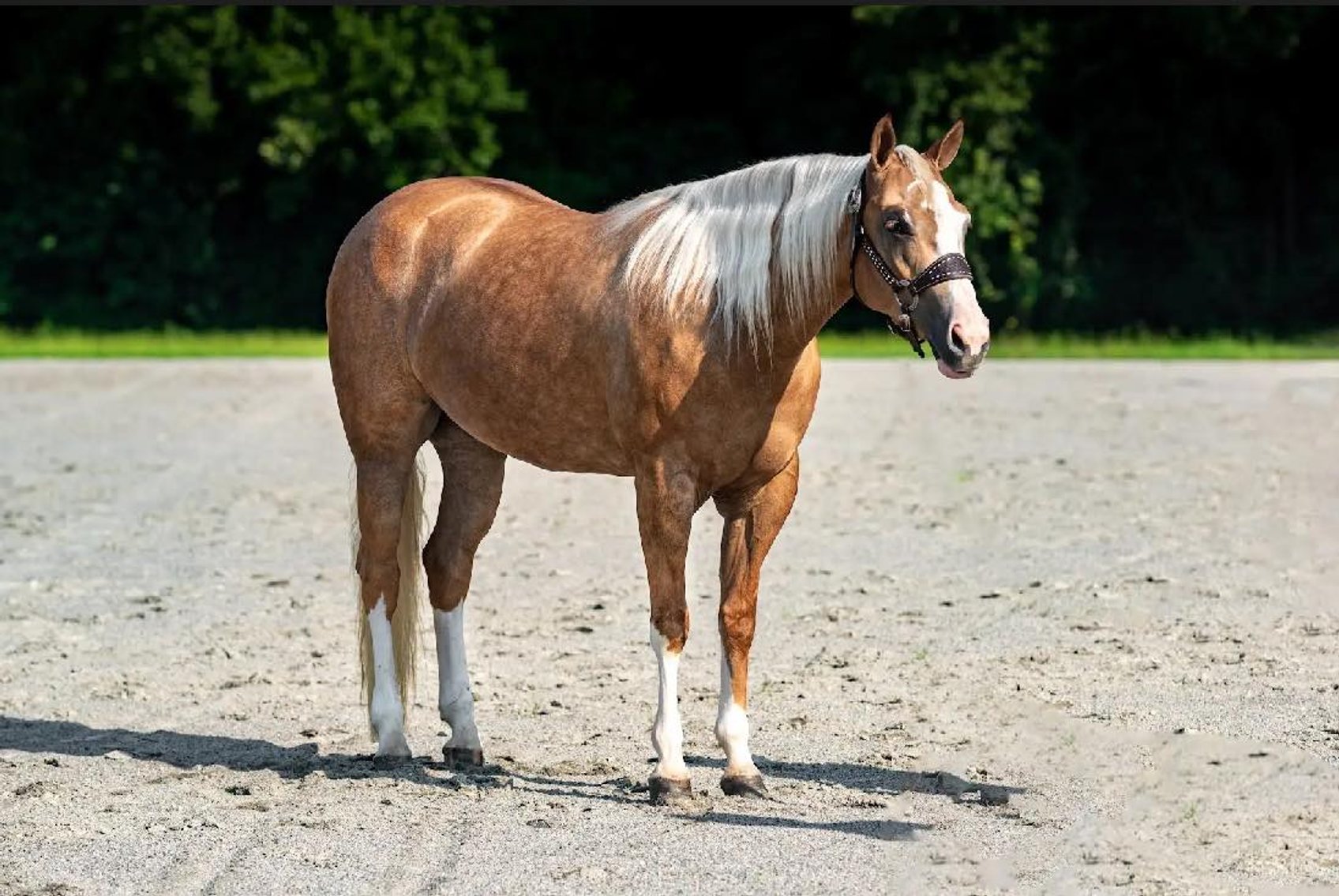 Image for Ocala Horse Sale September 14th - Ocala, Florida