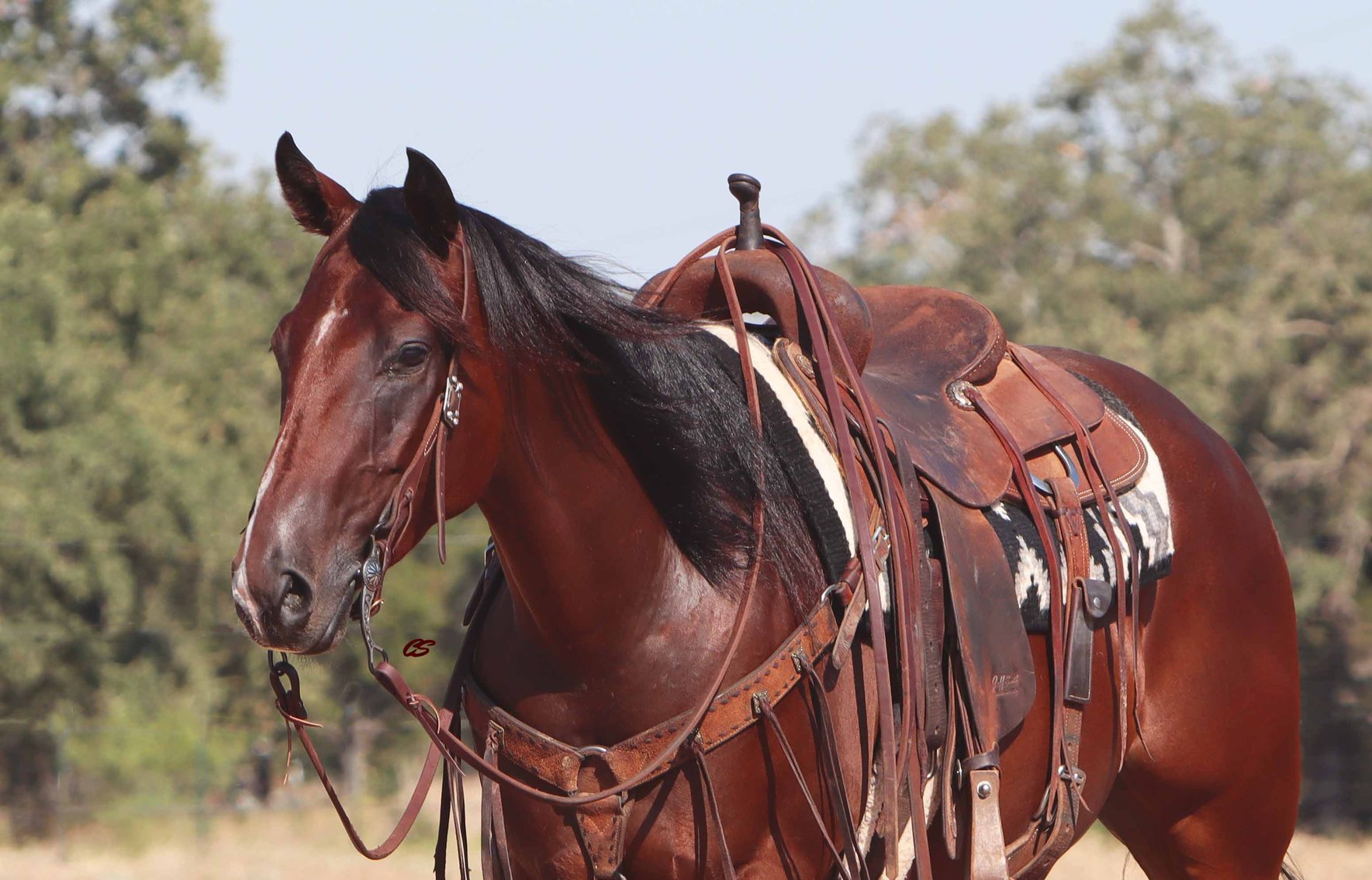 Image for Ocala Horse Sale September 14th - Ocala, Florida