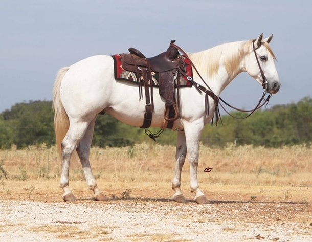 Image for Ocala Horse Sale September 14th - Ocala, Florida