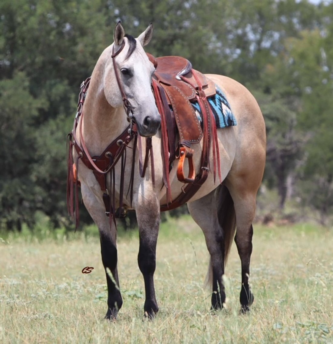 Image for Ocala Horse Sale September 14th - Ocala, Florida
