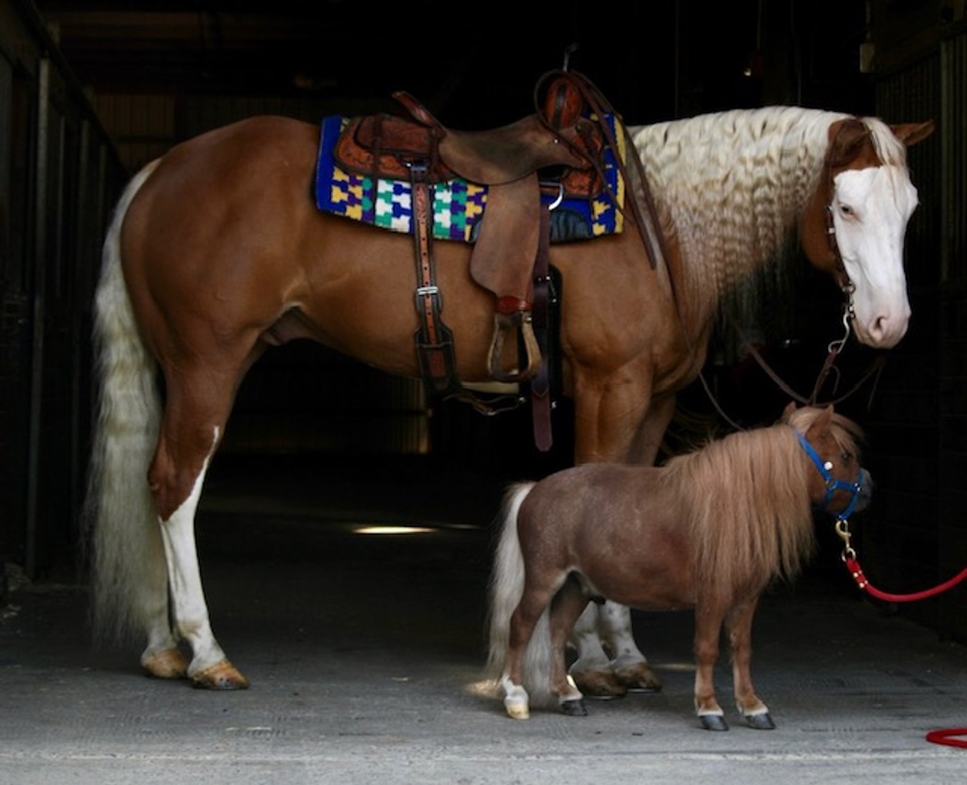 Image for Ocala Horse Sale September 14th - Ocala, Florida