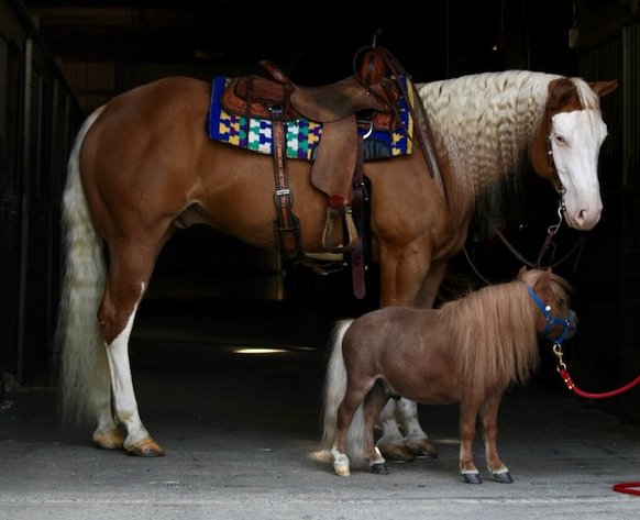 Image for Ocala Horse Sale September 14th - Ocala, Florida