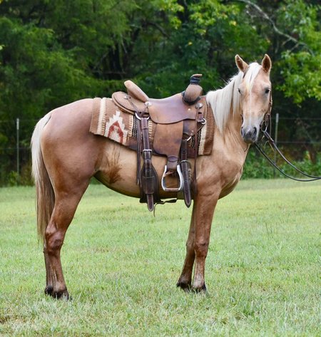 Image for Missouri Gaited Trail Horse Sale - SATURDAY SEPTEMBER 7TH - Ava, Missouri