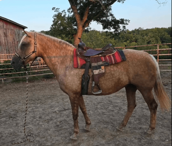 Image for Missouri Gaited Trail Horse Sale - SATURDAY SEPTEMBER 7TH - Ava, Missouri