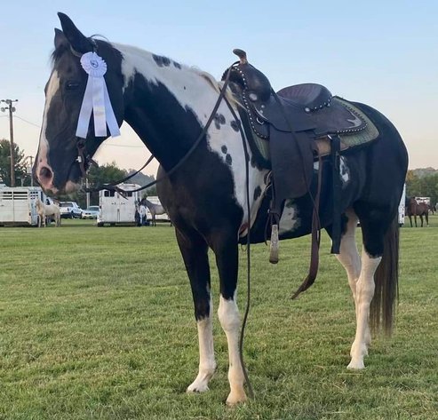 Image for Missouri Gaited Trail Horse Sale - SATURDAY SEPTEMBER 7TH - Ava, Missouri