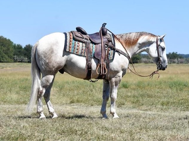 Image for Hermanson-Kist Fall All Breed Horse Sale - Mandan, North Dakota - September 19, 20, 21 - DAY THREE