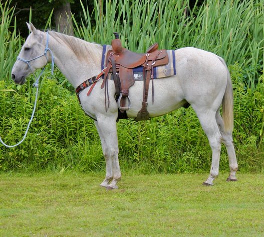 Image for KS Select Fall Sale - Clarion, Pennsylvania - SATURDAY SEPTEMBER 21ST