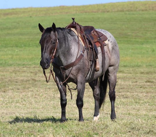 Image for KS Select Fall Sale - Clarion, Pennsylvania - SATURDAY SEPTEMBER 21ST