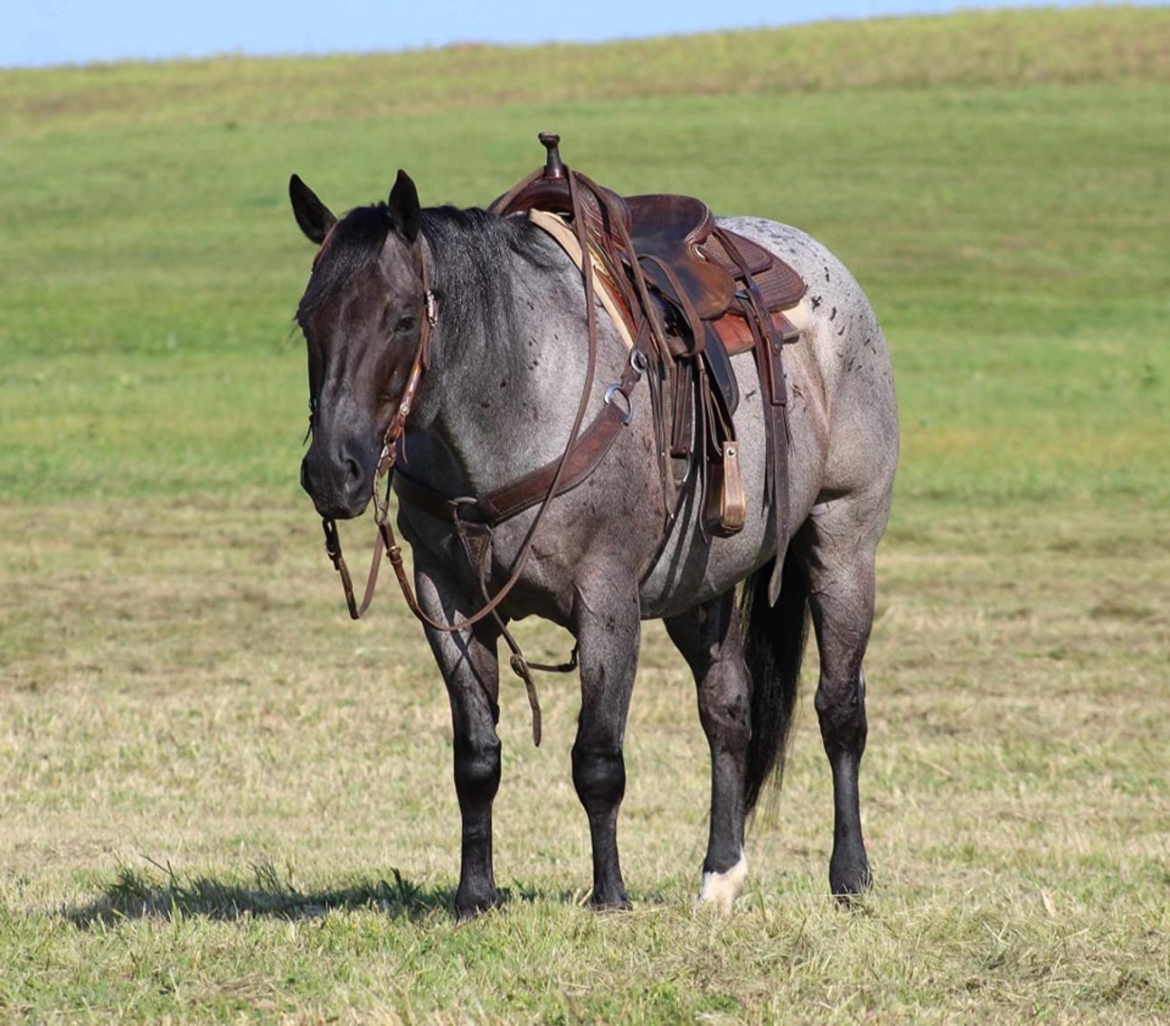 Image for KS Select Fall Sale - Clarion, Pennsylvania - SATURDAY SEPTEMBER 21ST