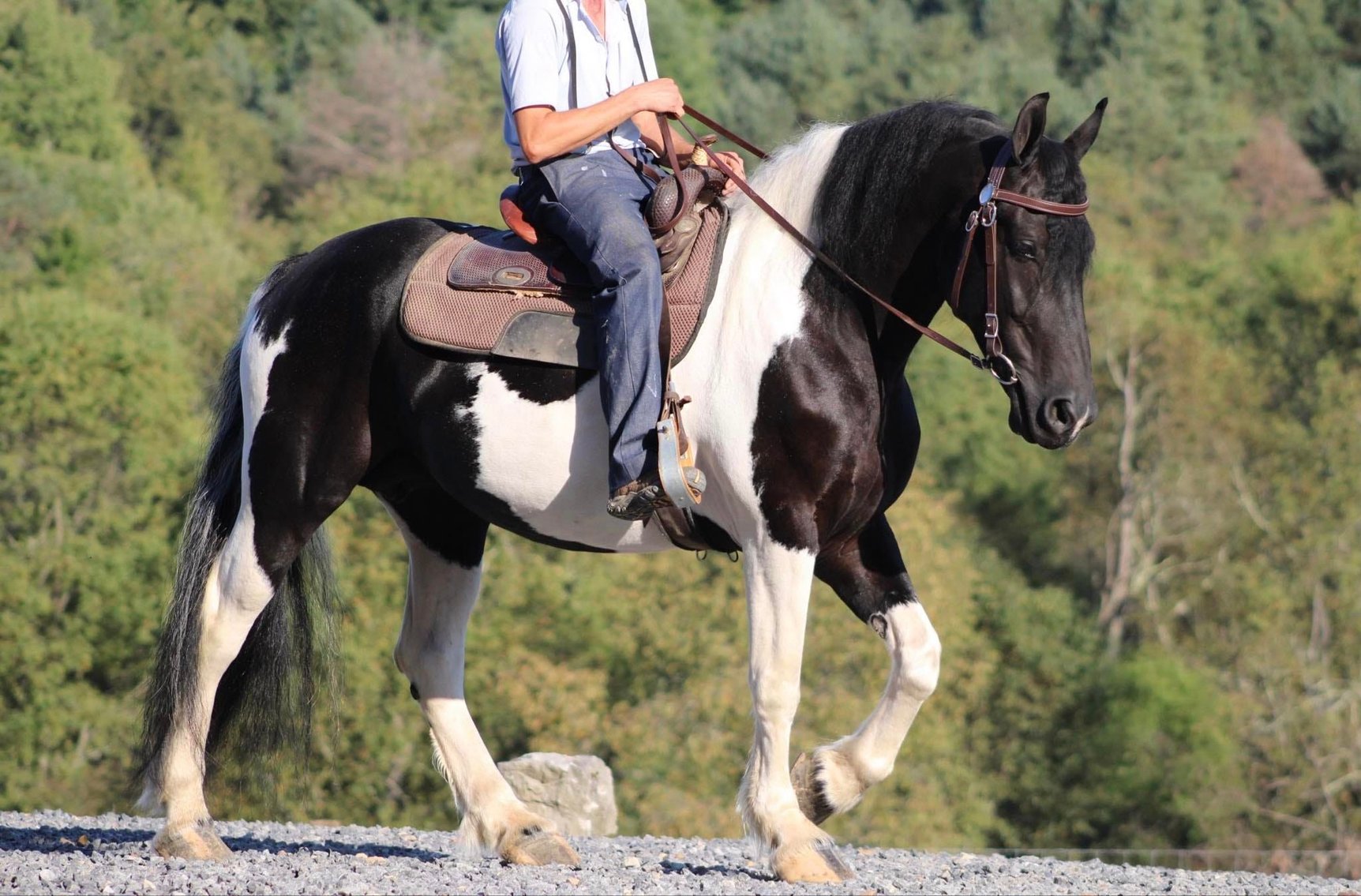 Image for KS Select Fall Sale - Clarion, Pennsylvania - SATURDAY SEPTEMBER 21ST