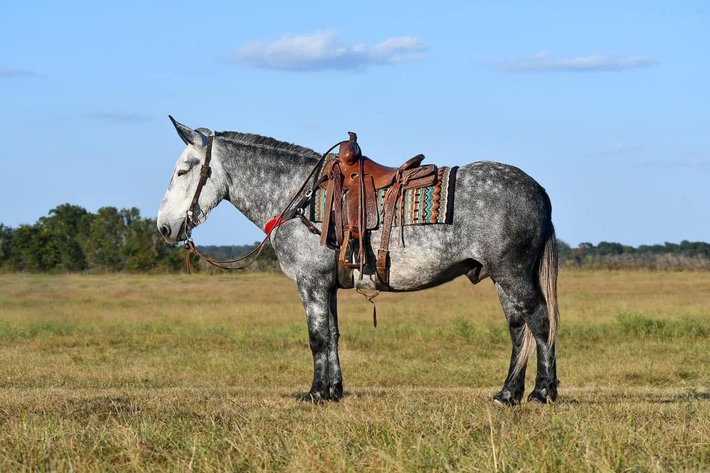 Image for Hill Country Classic Horse Sale at The San Antonio Rose Palace - Saturday, October 19th - San Antonio, Texas