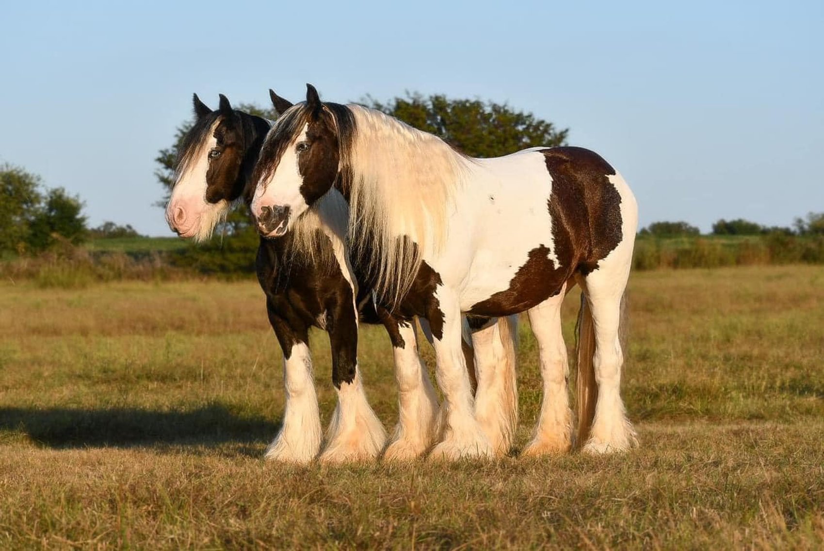 Image for Hill Country Classic Horse Sale at The San Antonio Rose Palace - Saturday, October 19th - San Antonio, Texas