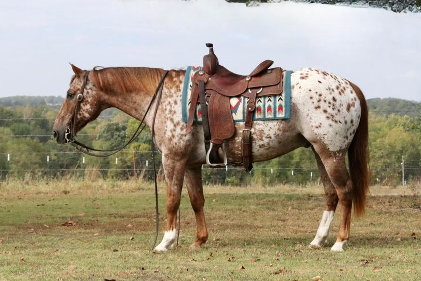 Image for Hill Country Classic Horse Sale at The San Antonio Rose Palace - Saturday, October 19th - San Antonio, Texas
