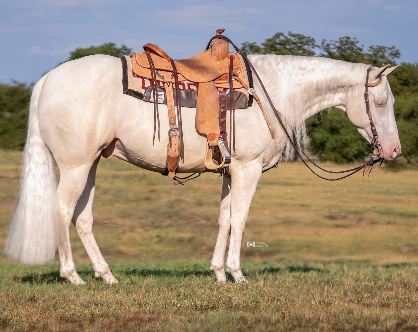 Image for Hill Country Classic Horse Sale at The San Antonio Rose Palace - Saturday, October 19th - San Antonio, Texas