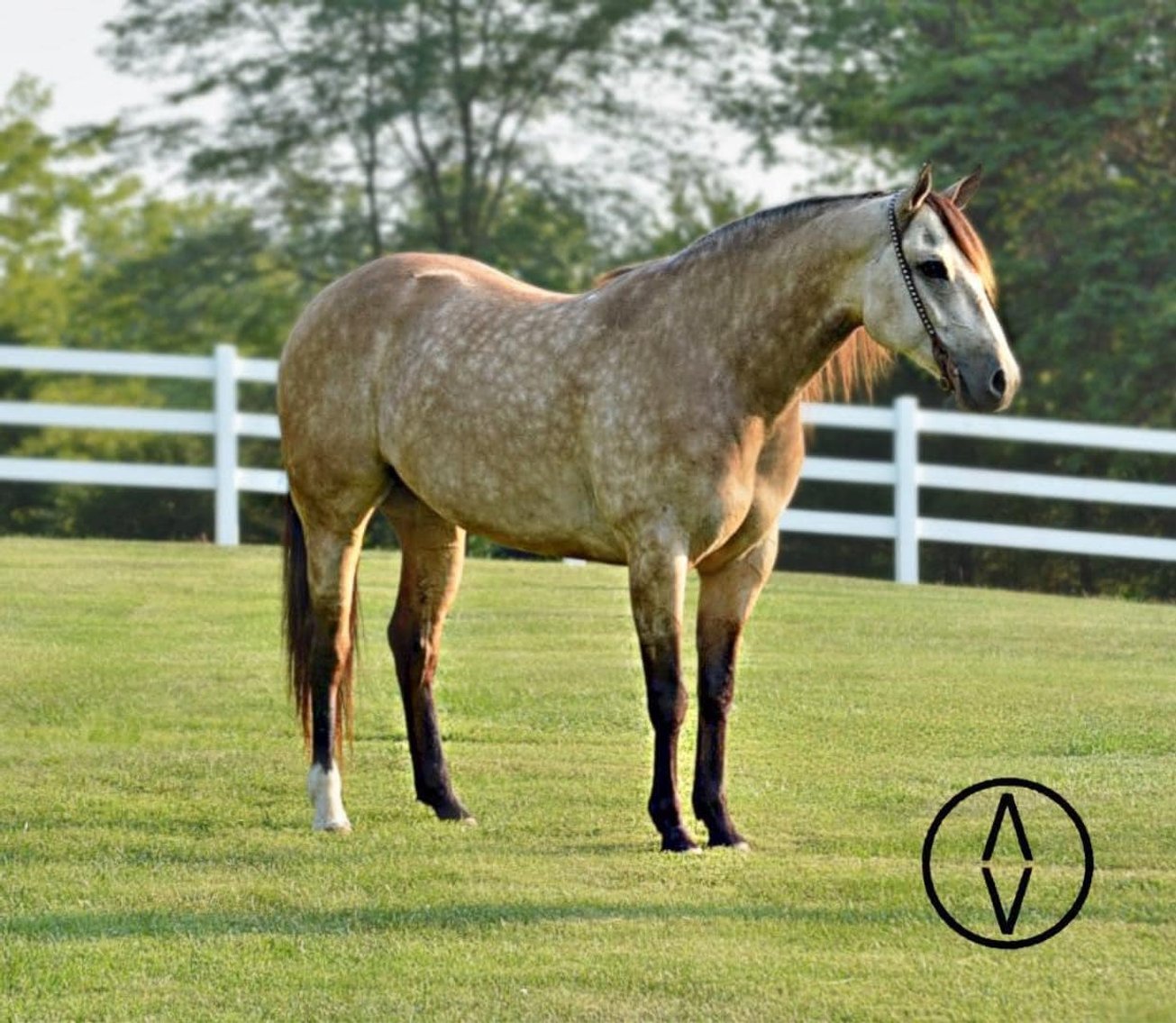 Image for Hill Country Classic Horse Sale at The San Antonio Rose Palace - Saturday, October 19th - San Antonio, Texas