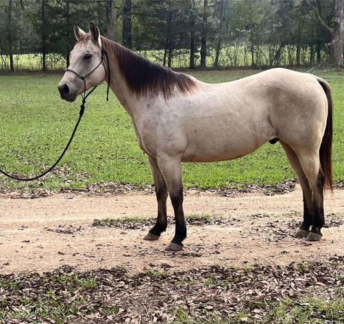 Image for Mize Horse Sale  SATURDAY NOVEMBER 16TH - Mize, Mississippi